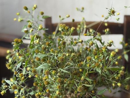 アメリカセンダングサ亜米利加栴檀草 季節のしつらい,アメリカセンダングサ,ひっつき虫の写真素材