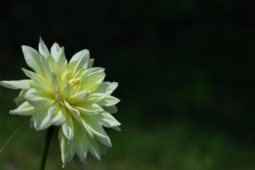 色鮮やかな大輪 色鮮やかな大輪 ダリア,花,キク科の植物の写真素材