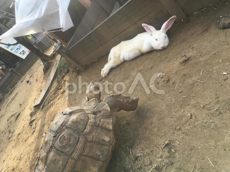 ウサギとカメ ウサギ,カメ,生き物の写真素材