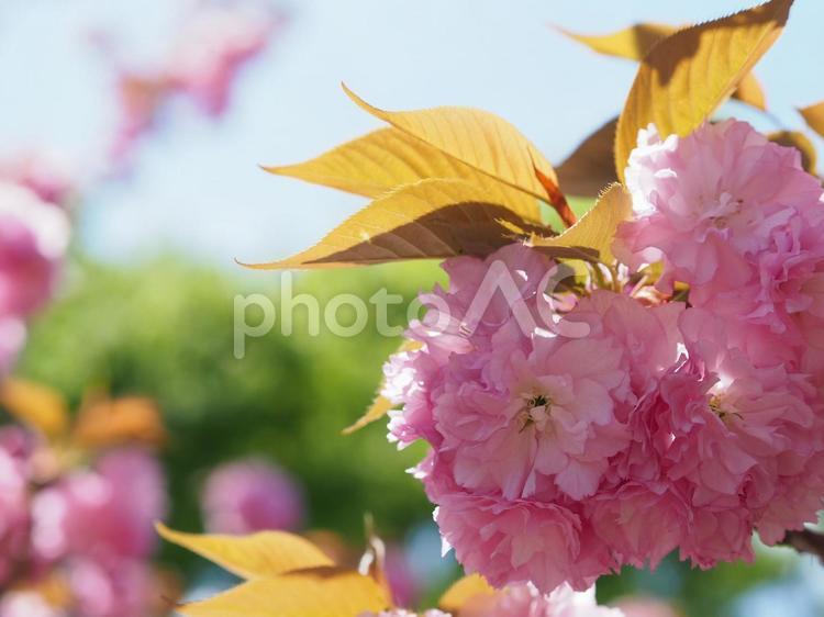 満開の八重桜と青空 八重桜,満開,春の写真素材