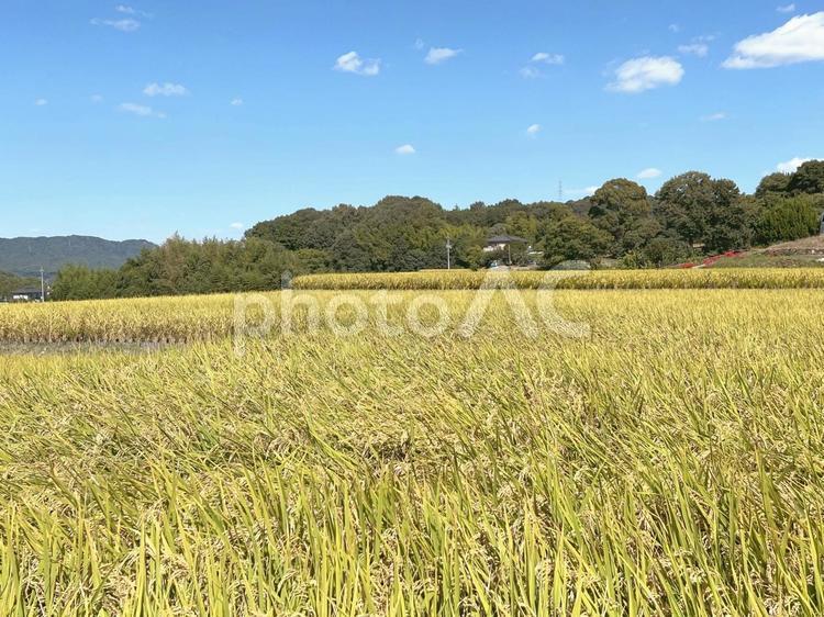 【風景写真】田んぼは 実りの秋 実りの秋,田んぼ,水田の写真素材