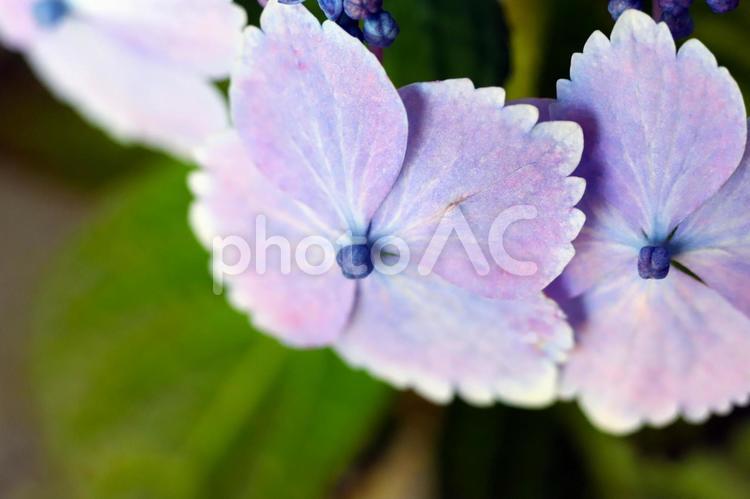 薄紫色のガクアジサイのクローズアップ 紫陽花,アジサイ,あじさいの写真素材