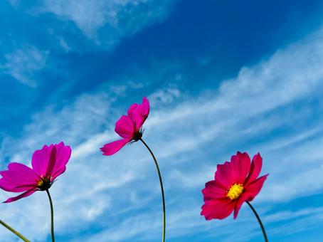 秋空とコスモス コスモス,秋桜,花の写真素材