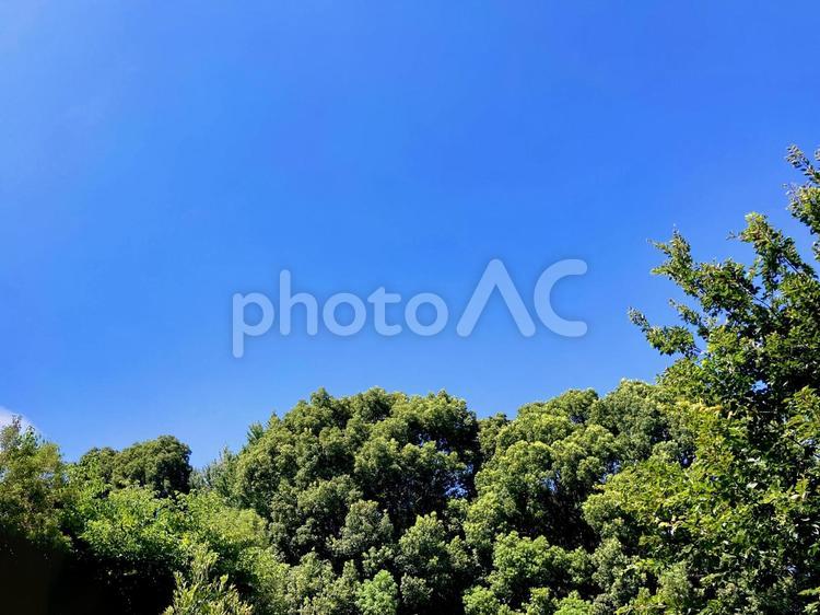 樹木 樹木,木,枝の写真素材