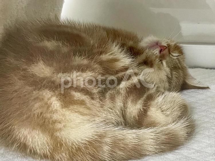 寝ているアメリカンショートヘアの子猫 アメリカンショートヘア,アメショー,子猫の写真素材