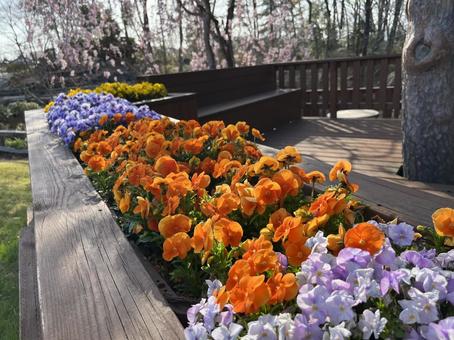 花壇 花壇の写真