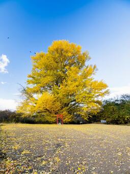 白幡のいちょう⑵ イチョウ,黄葉,晩秋の写真素材