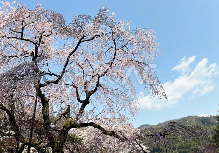 枝垂れ桜　山　青空　写真素材 桜,枝垂れ桜,木の写真素材