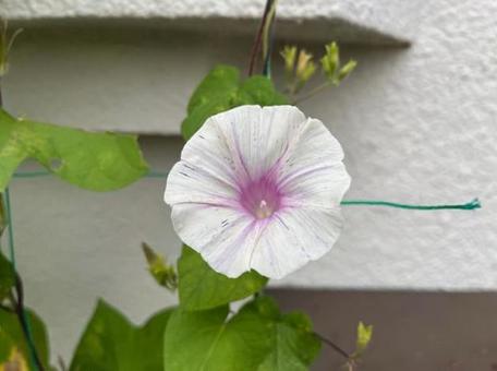 朝顔 白 朝顔 白の写真