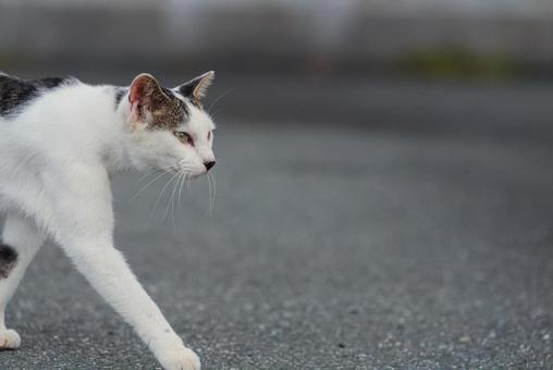 一点を見つめて歩く牛柄猫 牛柄猫,cawcat,ハチワレ猫の写真素材