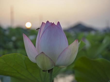 朝陽と蓮と、小さな旅人 朝陽と蓮と、小さな旅人 ハスの花,蓮,ミツバチの写真素材