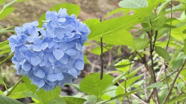 水色の紫陽花 水色の紫陽花の写真