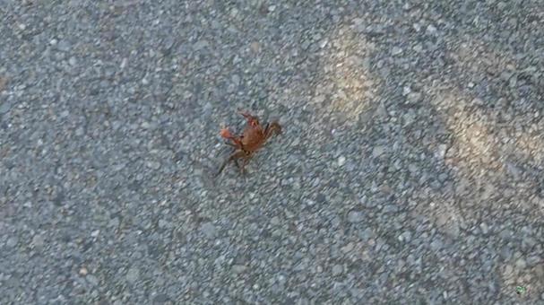 道を渡る蟹の写真