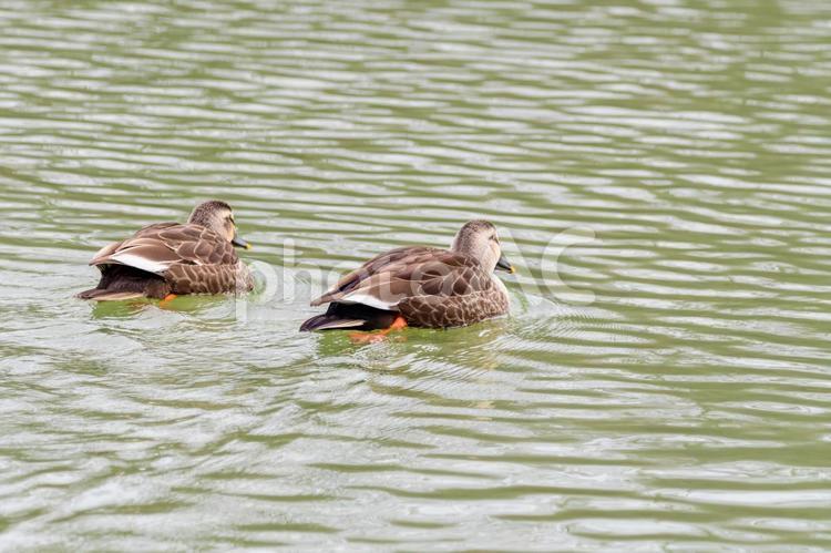 並んで泳ぐカルガモのペア カルガモ,鳥,野鳥の写真素材