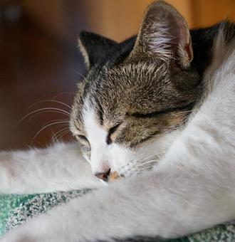 ねこ 昼寝 ねこ 昼寝の写真