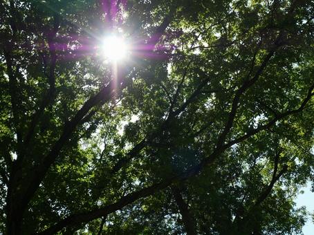 公園の緑と太陽 公園の緑と太陽の写真