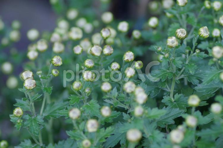 菊の花の蕾 菊,花,花壇の写真素材