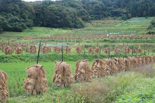 棚田の稲杭雨上がり(山形県山辺町大蕨) 棚田の稲杭雨上がり(山形県山辺町大蕨) 棚田,稲杭,水田の写真素材