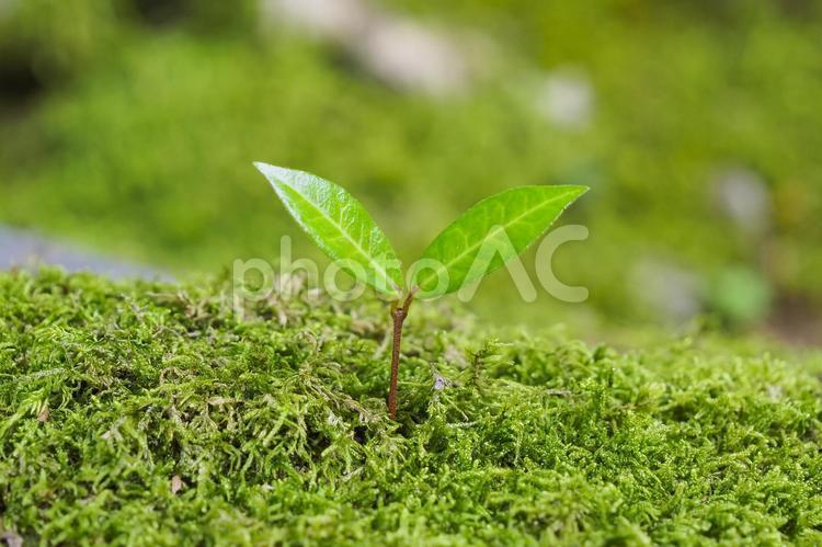 新芽のクローズアップ エコイメージ 芽生え,双葉,発芽の写真素材