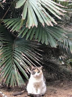 まちぼうけ まちぼうけ 猫,野良猫,三毛猫の写真素材
