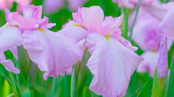 ピンクの花菖蒲 ピンクの花菖蒲の写真