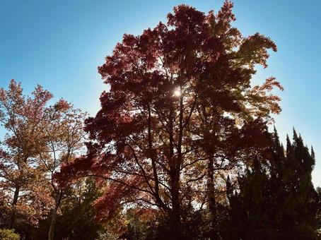 紅葉 木,空,自然の写真素材