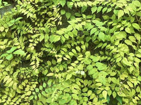 アメリカノウゼンカズラ アメリカノウゼンカズラ,ノウゼンカズラ,葉の写真素材