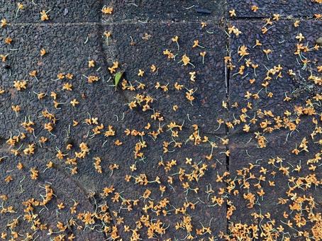 小さな花たちの写真