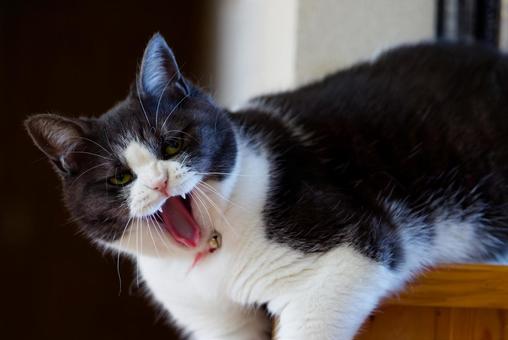 怒る猫 怒る猫 猫,子猫,仔猫の写真素材