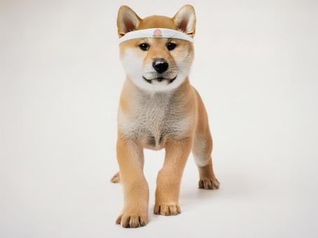 鉢巻の柴犬_AS000002 鉢巻の柴犬_AS000002の写真