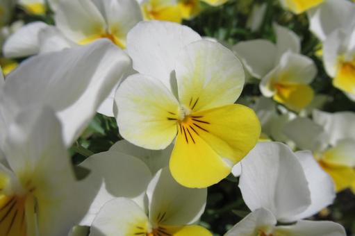 花壇に咲くチョウチョのようなパンジー 花壇に咲くチョウチョのようなパンジーの写真