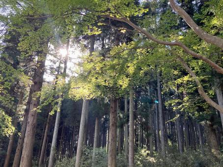 Photo, natural, light, wood, 