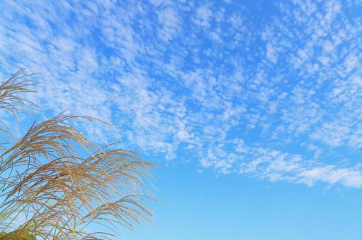 すすき　青空　白い雲 ススキ,空,青空の写真素材