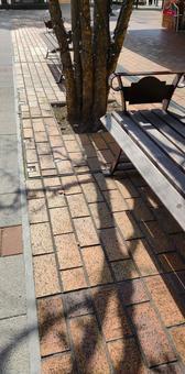 木陰 木陰,ベンチ,広場の写真素材