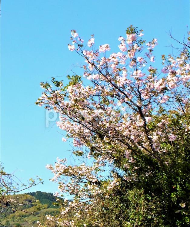 藤枝バイパス道路そばに咲くピンクの八重桜 八重桜,桜,八重咲の写真素材