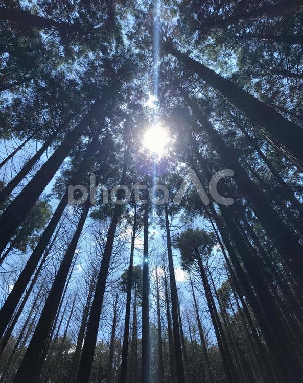 日差し 陽射し,日差し,木の写真素材