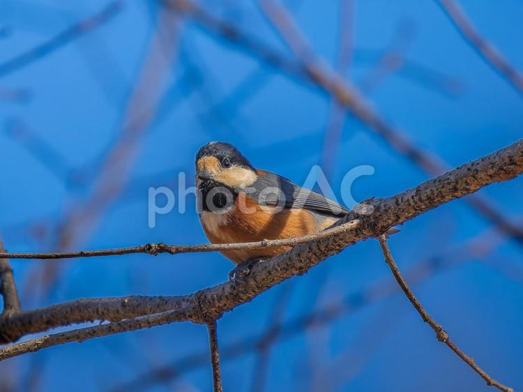 枝にとまるヤマガラ ヤマガラ,野鳥,鳥の写真素材