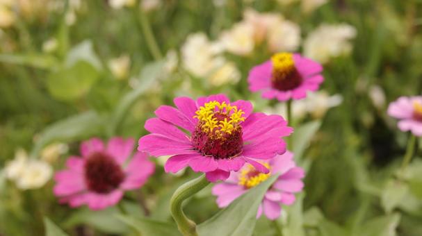 Zinnia, JPG