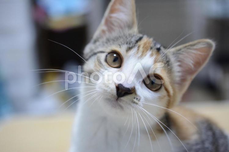 三毛猫の子猫のアップ 猫,子猫,ネコの写真素材