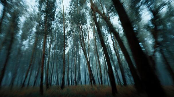 木漏れ日が差し込む美しい森の風景 木漏れ日が差し込む美しい森の風景の写真