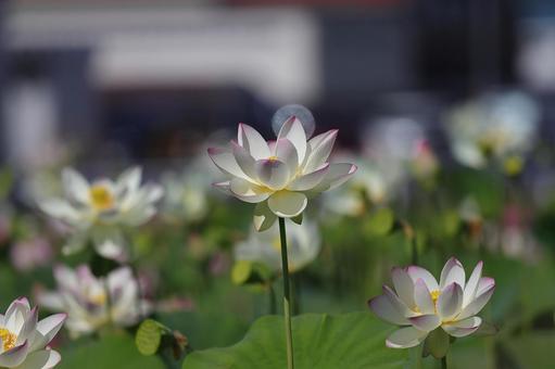 夏の日の花蓮⑤ 夏の日の花蓮⑤の写真