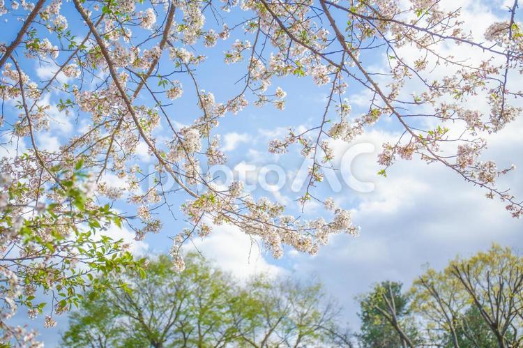 桜と青空と新緑 桜,春,花の写真素材