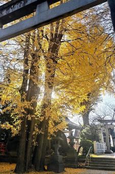 紅葉のイチョウ 紅葉のイチョウの写真