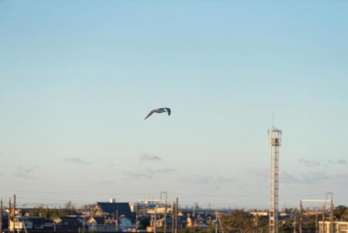 宙を優雅に舞うセグロカモメ 宙を優雅に舞うセグロカモメ セグロカモメ,渡り鳥,冬鳥の写真素材