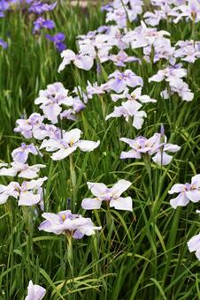 Japanese iris (hanashobu), JPG