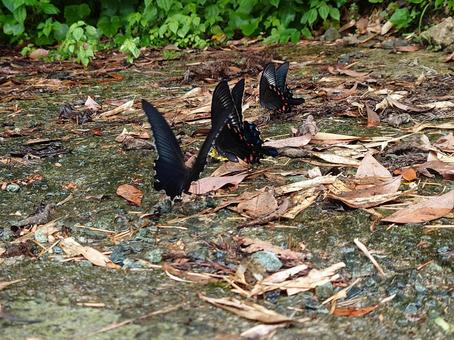 アゲハチョウ、カラスアゲハ③ アゲハチョウ、カラスアゲハ③の写真