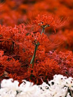 彼岸花 ヒガンバナ,彼岸花,曼珠沙華の写真素材