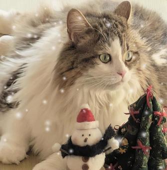 猫のホワイトクリスマス 猫,クリスマス,雪の写真素材