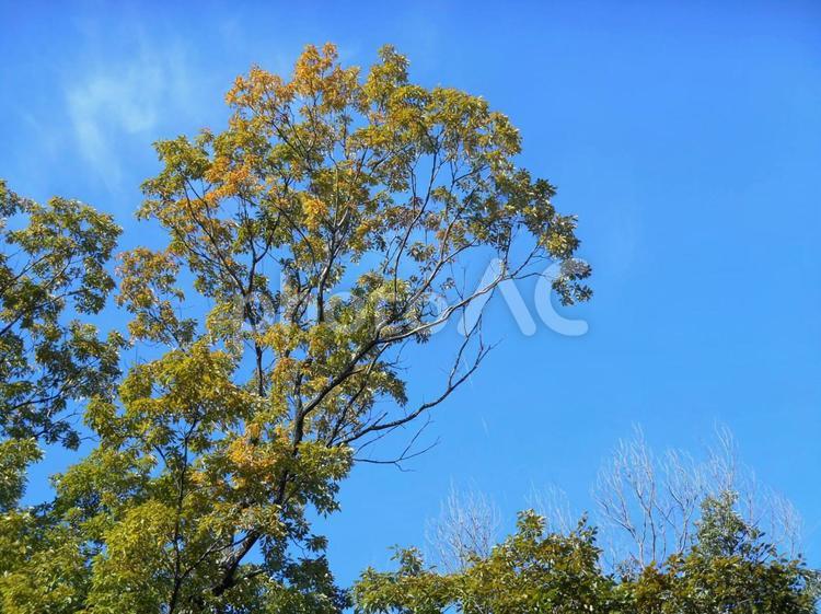 青空と木 木,林,雑木林の写真素材