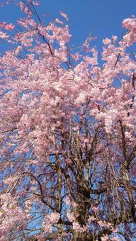 しだれ桜 しだれ桜の写真